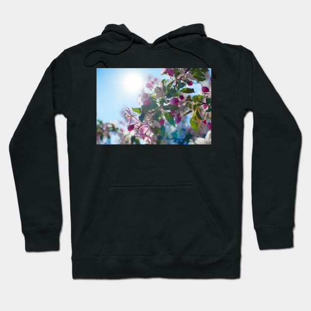 Cute apple blossom in the morning light Hoodie by runlenarun